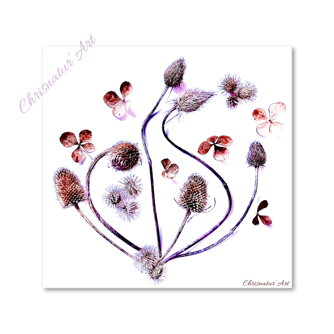 Chardon couleur